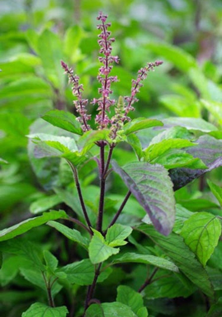 Suveda Ayurvédikus Központ